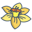 Daffodil