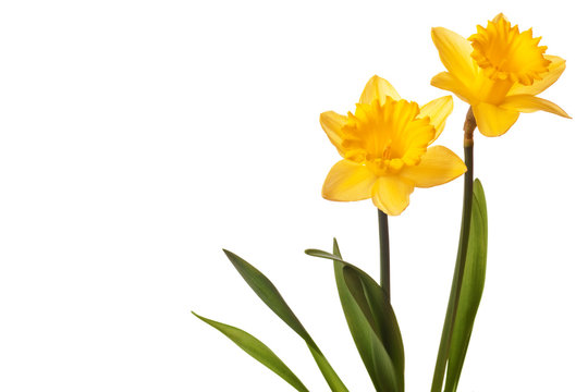 Daffodil